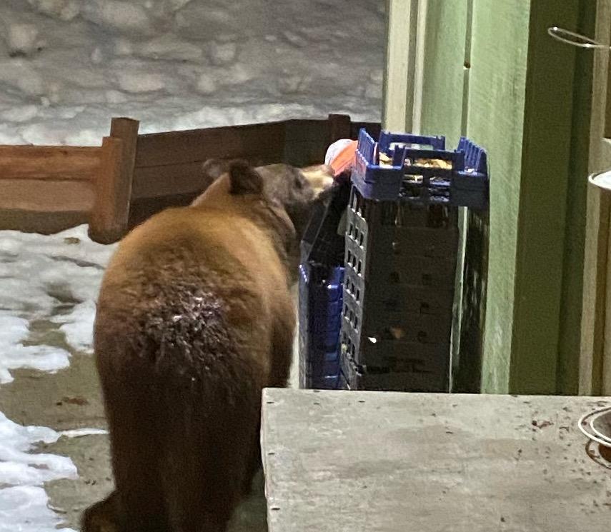 bears bass lake campground